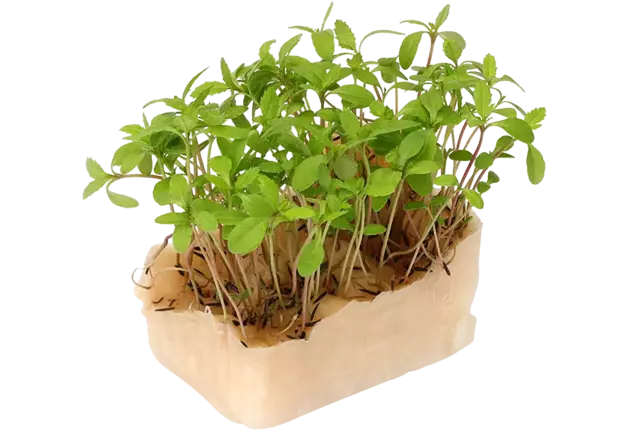 Aclla cress piece